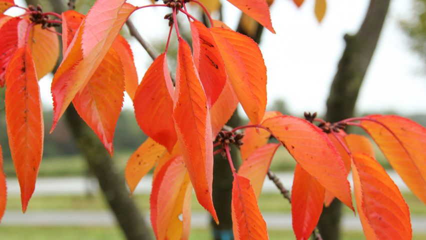 Prunus 'Accolade' liście jesienią