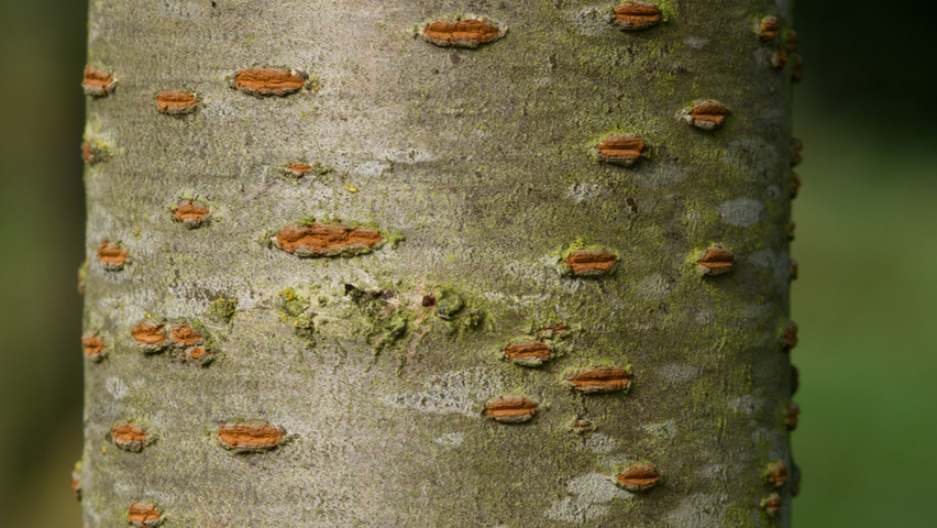 Prunus 'Accolade' kora