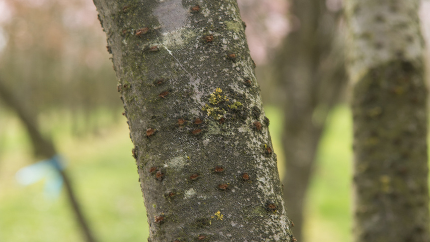 Prunus 'Accolade' kora