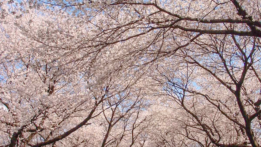 Prunus 'Accolade' chatakterystyczne