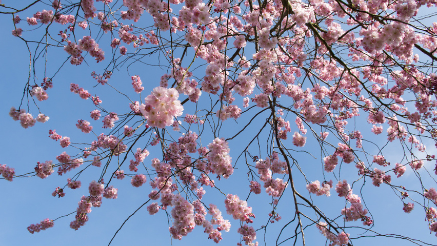Prunus 'Accolade' kwiaty