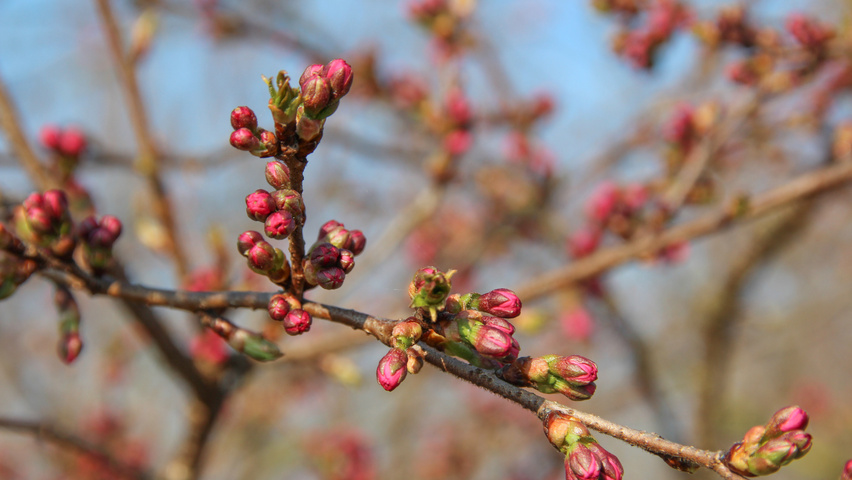 Prunus 'Accolade' kwiaty
