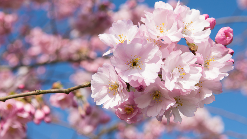 Prunus 'Accolade' kwiaty