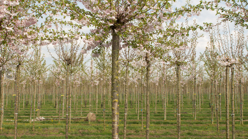 Prunus 'Accolade' pienne