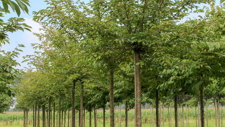 Prunus 'Accolade' pienne