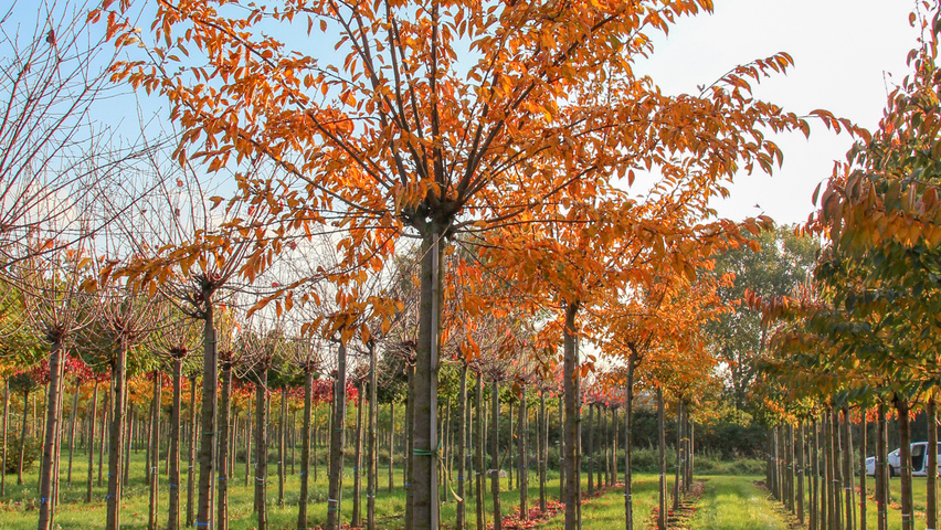 Prunus 'Accolade' pienne