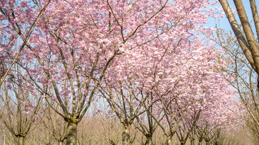 Prunus 'Accolade' pienne