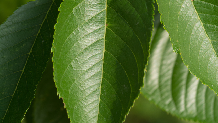Prunus 'Accolade' liście
