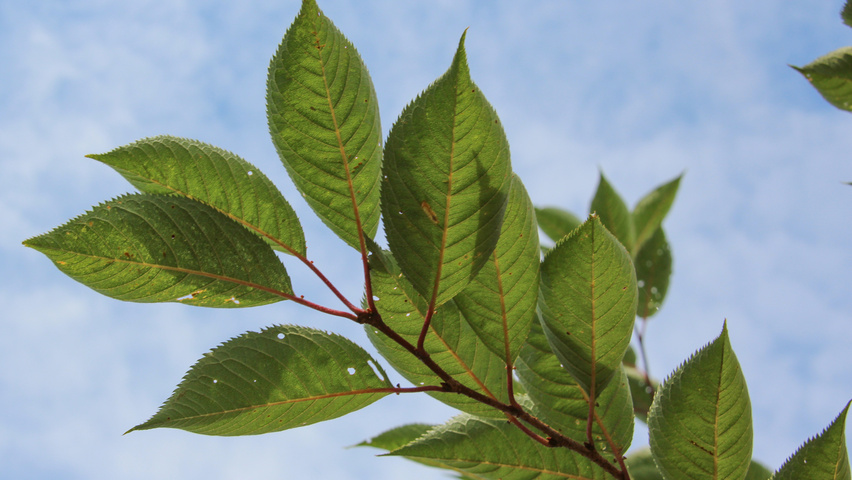 Prunus 'Accolade' liście