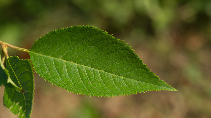 Prunus 'Accolade' liście