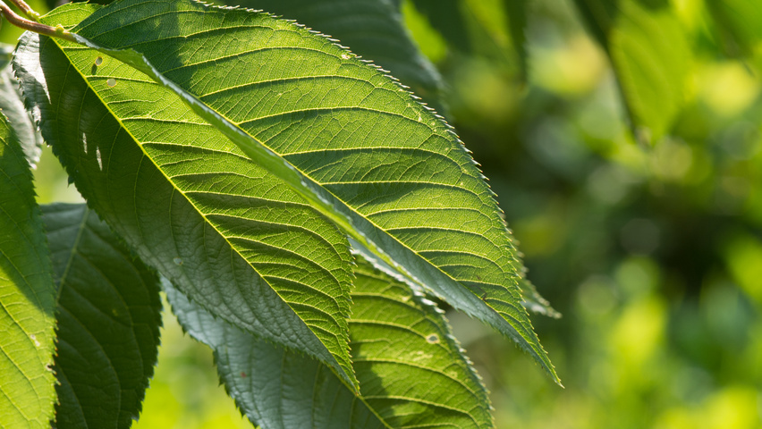 Prunus 'Accolade' liście