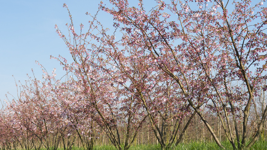 Prunus 'Accolade' wielopniowy