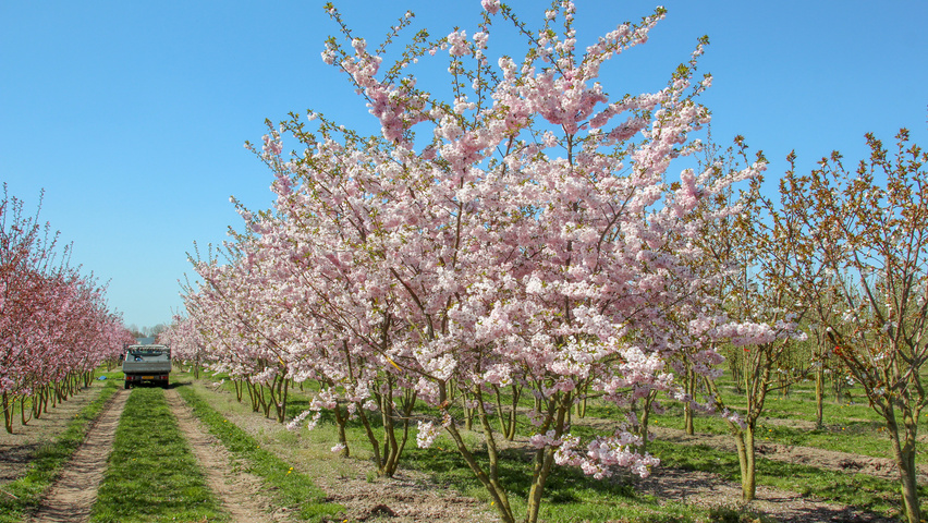 Prunus 'Accolade' wielopniowy parasolowaty