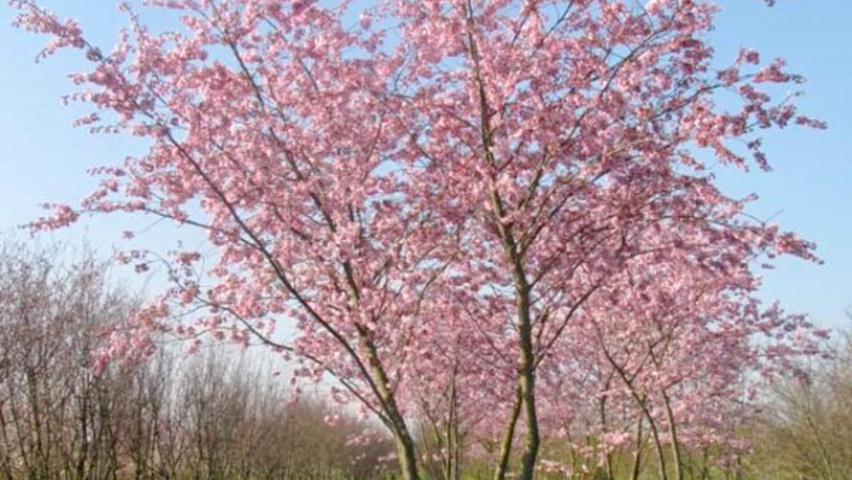 Prunus 'Accolade' wielopniowy