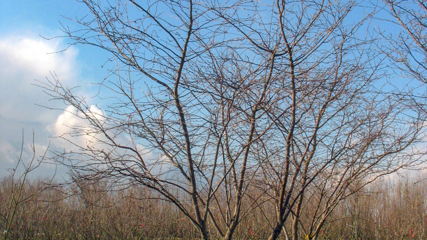 Prunus 'Accolade' wielopniowy parasolowaty