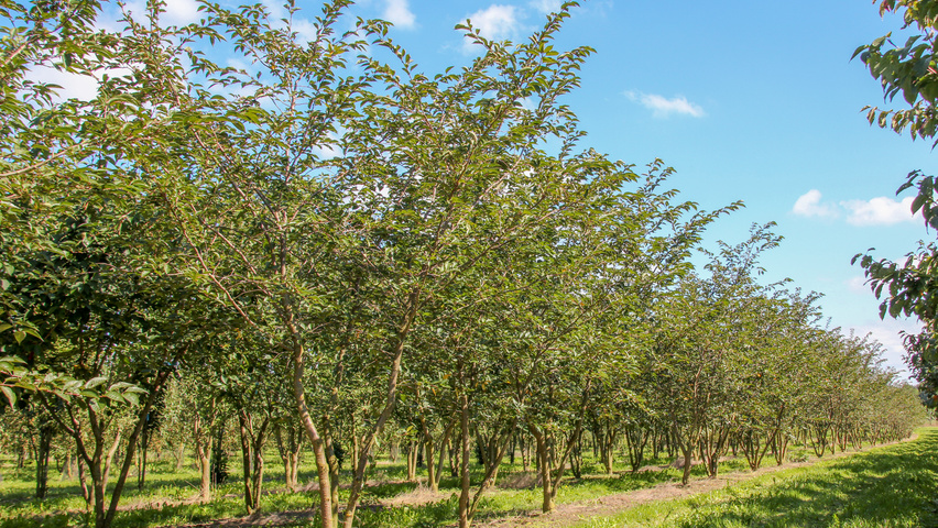 Prunus 'Accolade' wielopniowy parasolowaty