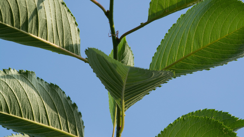 Prunus 'Accolade' pędy