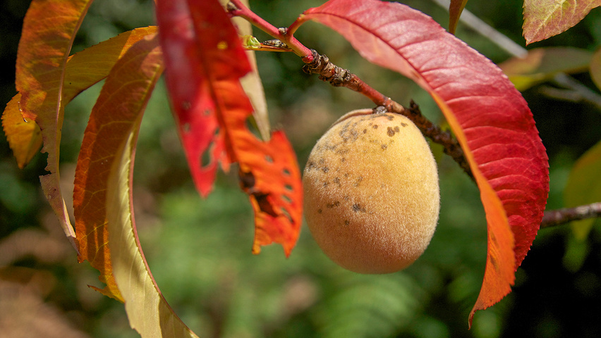 Prunus armeniaca autumn leaves