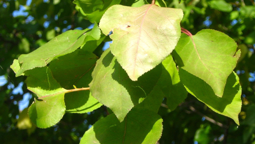Prunus armeniaca leaves