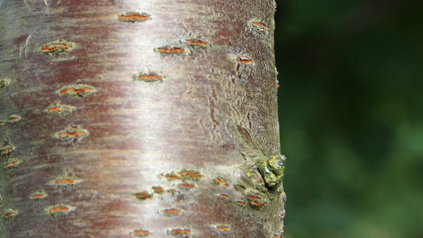 Prunus avium bark