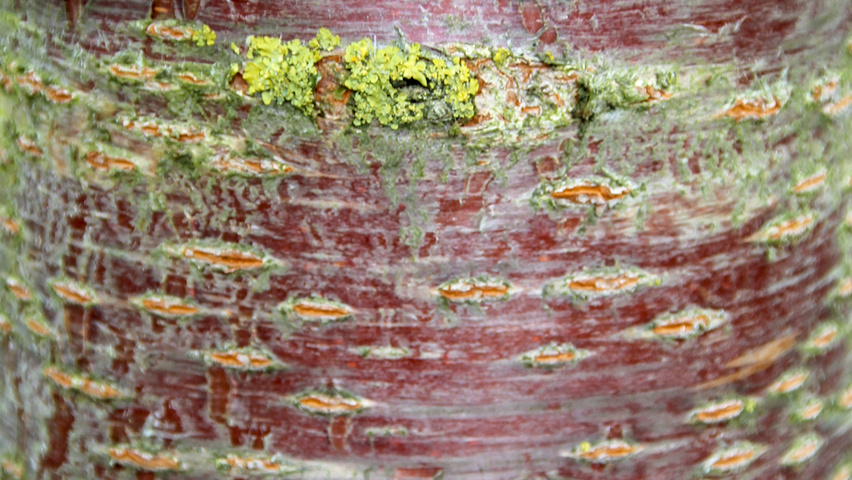 Prunus avium bark