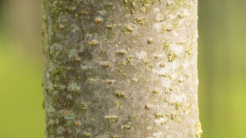 Prunus avium 'Bigarreau Napoléon' kora