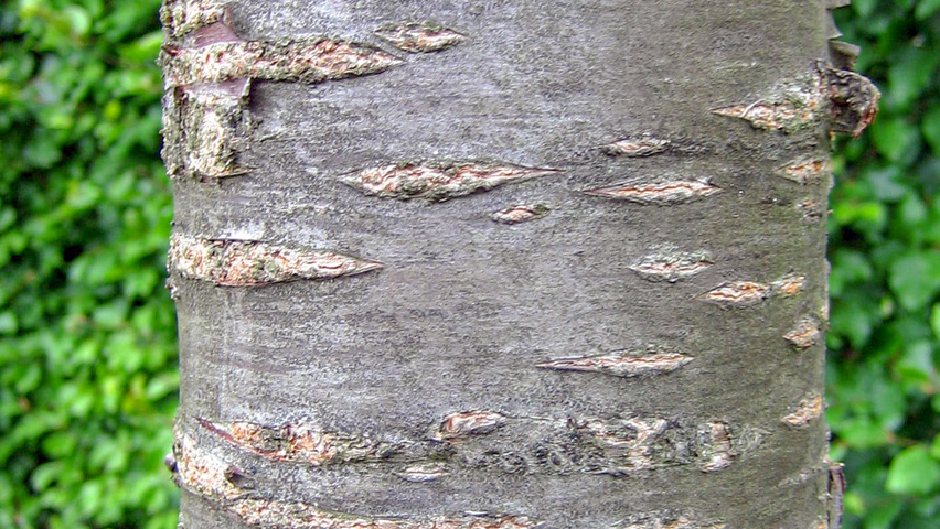 Prunus avium 'Bigarreau Napoléon' kora