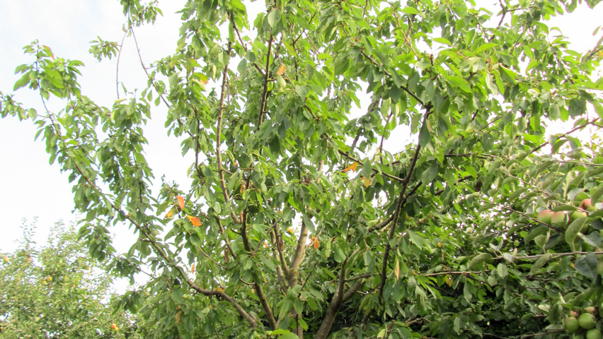 Prunus avium 'Bigarreau Napoléon' pienne