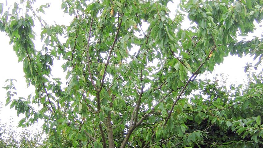 Prunus avium 'Bigarreau Napoléon' pienne