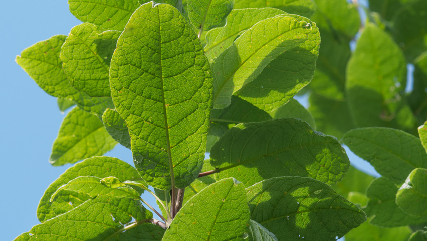 Prunus avium 'Bigarreau Napoléon' liście