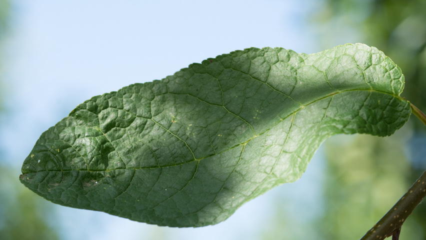 Prunus avium 'Bigarreau Napoléon' liście