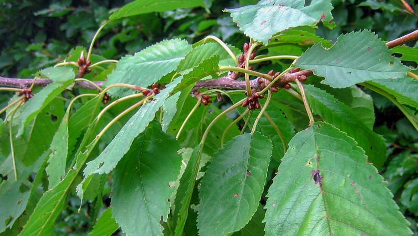 Prunus avium 'Bigarreau Napoléon' pędy