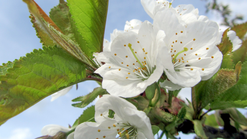 Prunus avium 'Early Rivers' bloem