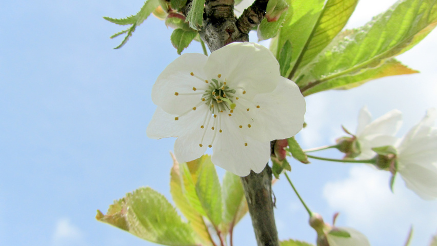 Prunus avium 'Early Rivers' bloem
