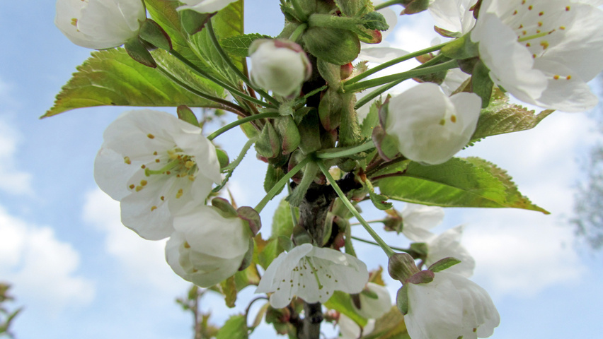 Prunus avium 'Early Rivers' bloem