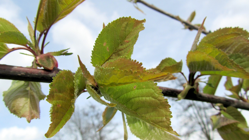 Prunus avium 'Early Rivers' blad