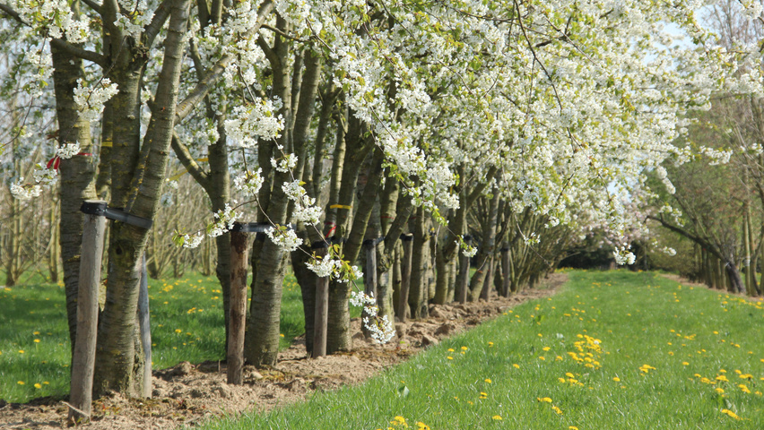 Prunus avium flowers