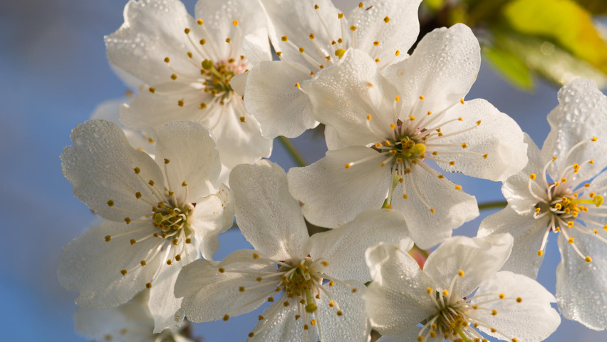 Prunus avium flowers