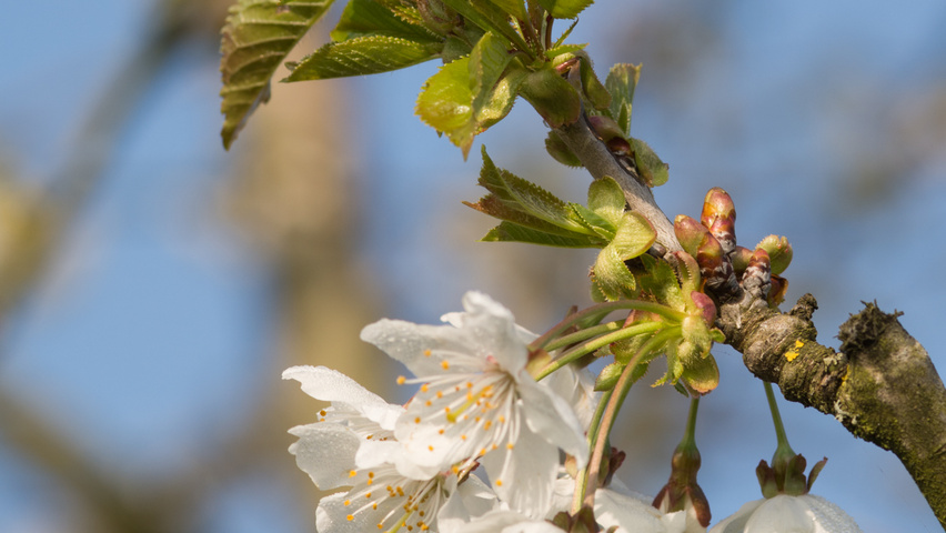 Prunus avium flowers