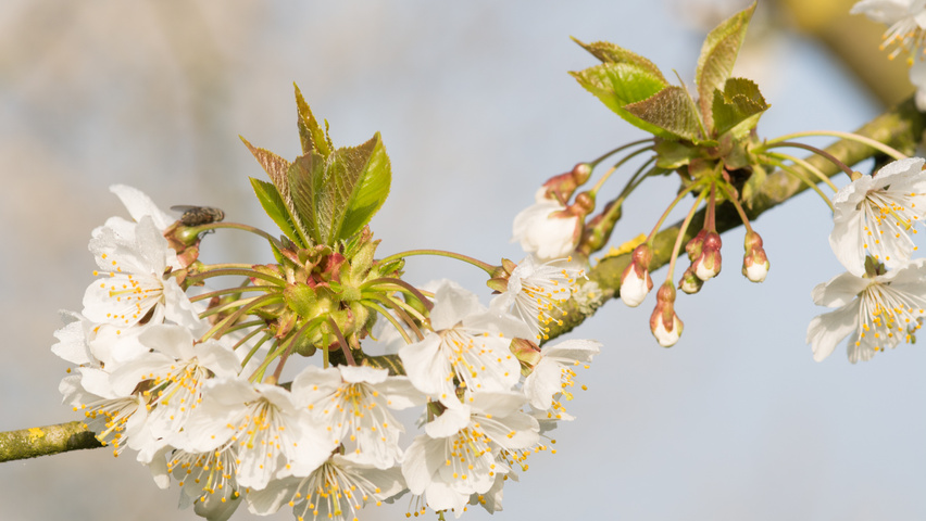 Prunus avium flowers