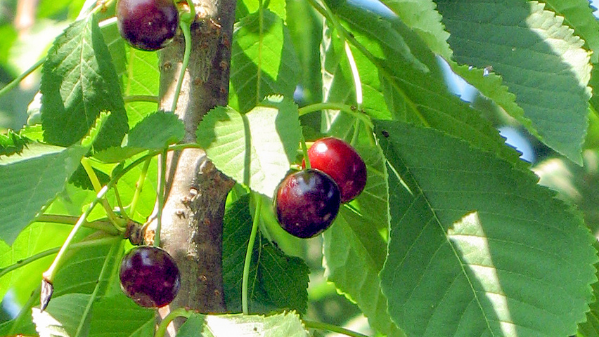 Prunus avium fruits