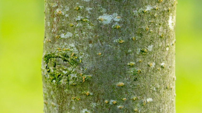 Prunus avium 'Hedelfinger Riesenkirsche' tronc