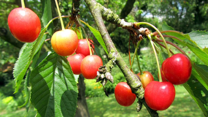 Prunus avium 'Hedelfinger Riesenkirsche' fruits