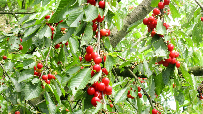 Prunus avium 'Hedelfinger Riesenkirsche' fruits