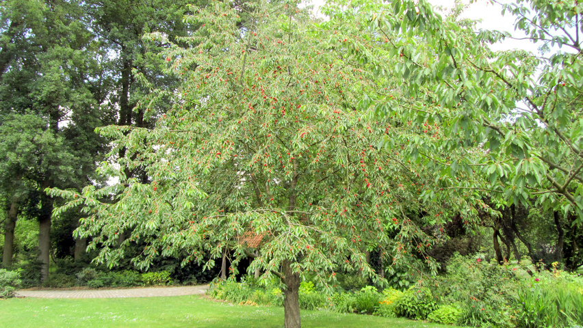 Prunus avium 'Hedelfinger Riesenkirsche' demi-tige