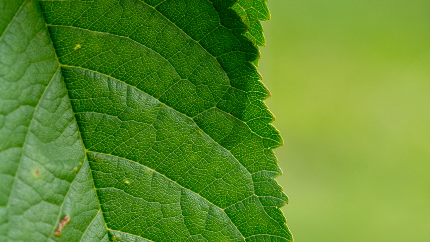 Prunus avium 'Hedelfinger Riesenkirsche' Feuilles