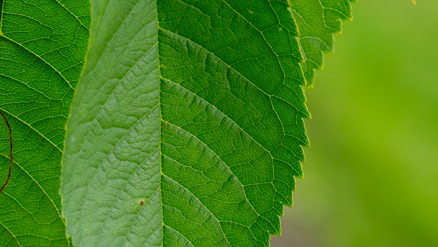 Prunus avium 'Hedelfinger Riesenkirsche' Feuilles