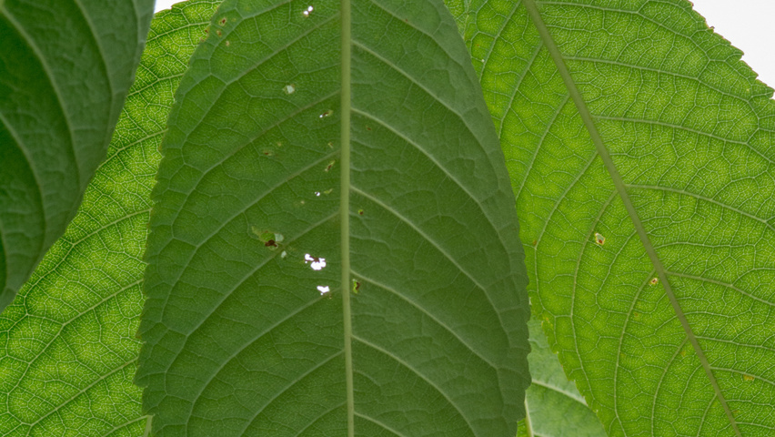Prunus avium 'Hedelfinger Riesenkirsche' Feuilles