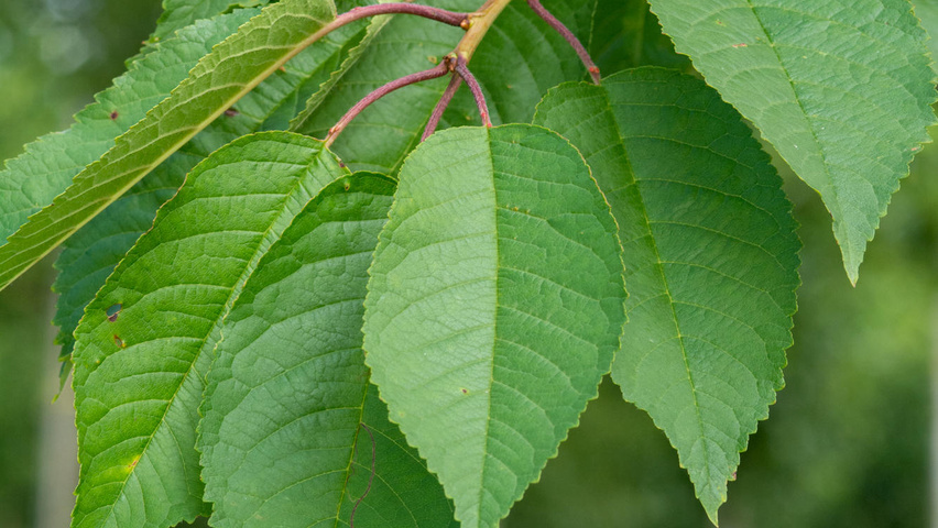 Prunus avium 'Hedelfinger Riesenkirsche' Feuilles