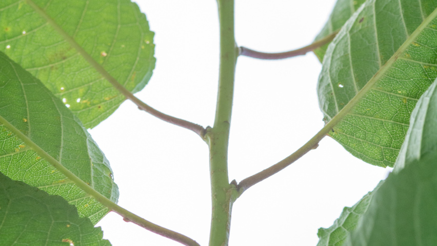 Prunus avium 'Hedelfinger Riesenkirsche' rameaux